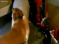 Dude bends over so his dog can pound his ass deep